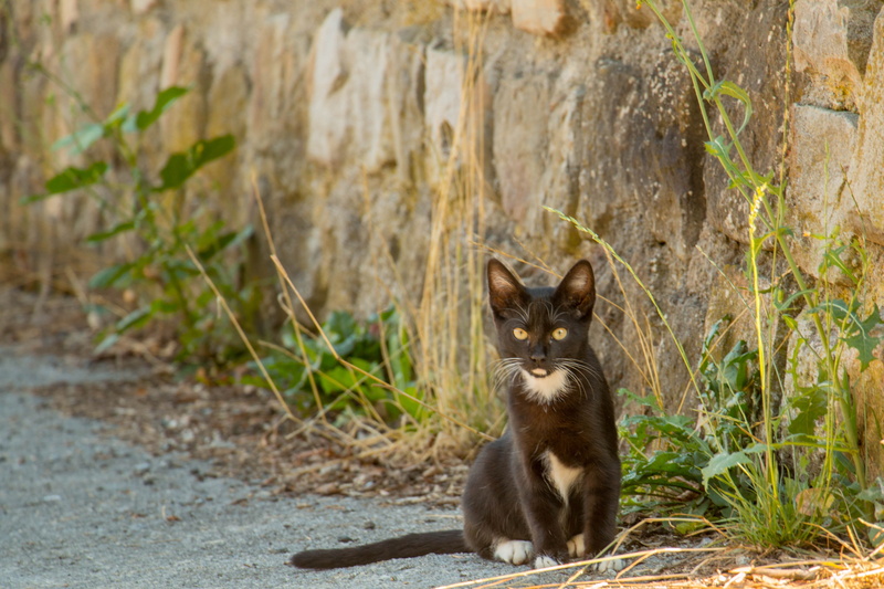 one animal, 4K, mammal, domestic, domestic cat, animal themes, animals, cat, no people, Nature, pets, day, vertebrate, domestic animals, Black Cat, whisker