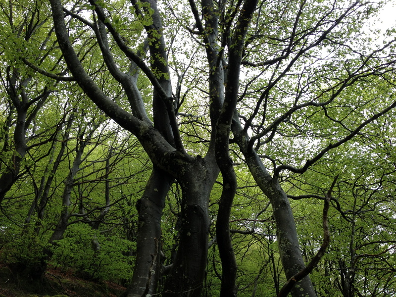forest, wood, euskadi, sierracantabria, nature, outdoors, tranquil scene, day, scenics - nature, leaf, branch, beauty in nature, tree, environment, land