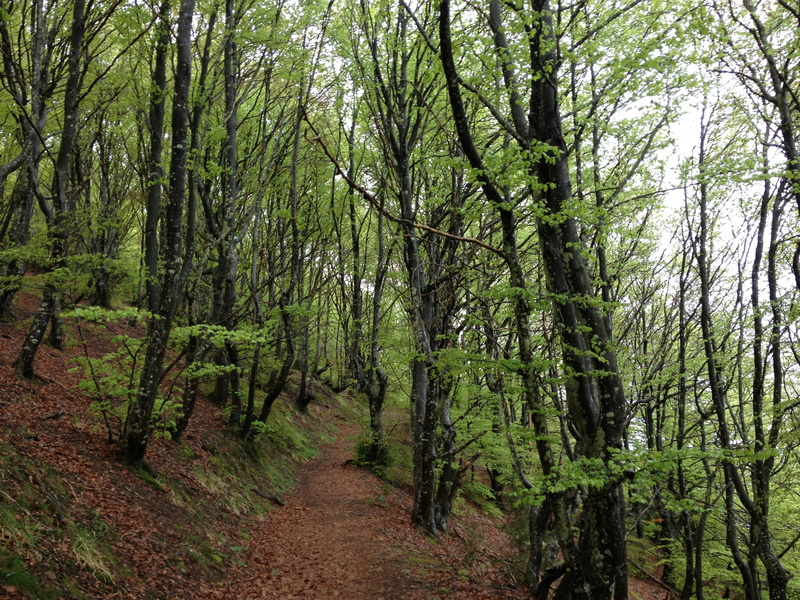 plant, scenics, tranquility, footpath, scenics - nature, bamboo - plant, direction, no people, nature, green Color, woodland, euskadi, leaf, land, landscape