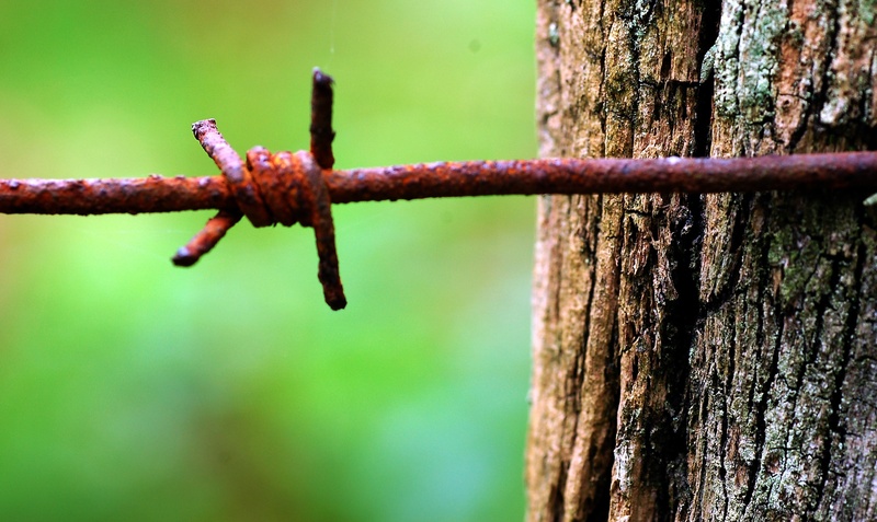 close-up, oxide, protection, rusty, focus on foreground, barrier, day, safety, outdoors, nature, 2K, plant, no people, euskadi, fence, barbed wire, tree