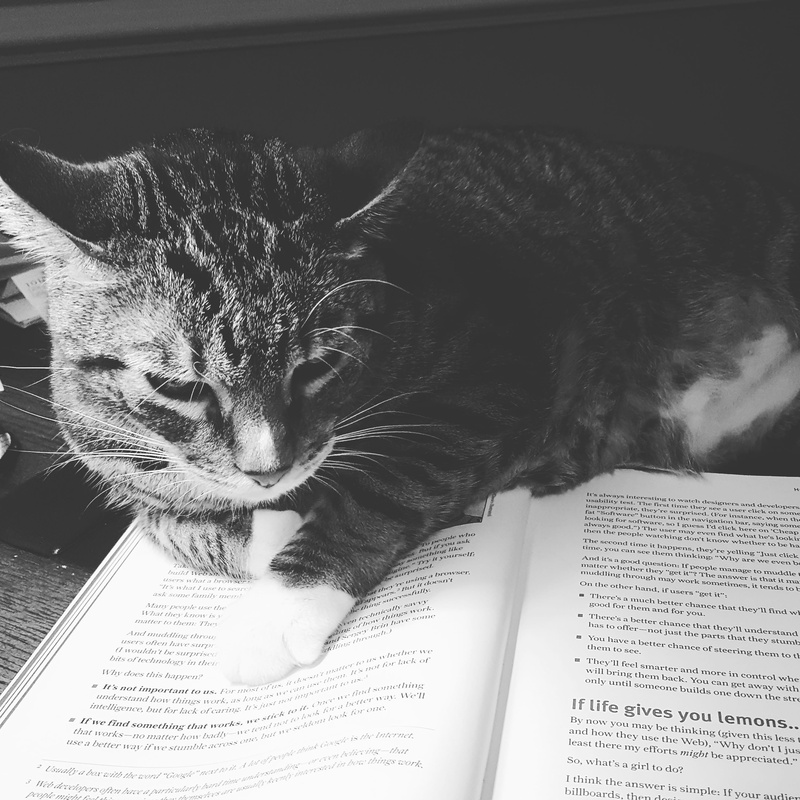 publication, domestic cat, mammal, black, domestic animals, vertebrate, book, kitten, close-up, paper, no people, animal, pet, 2K, domestic, page, one animal