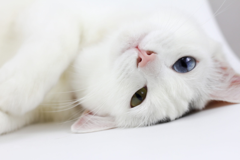 looking at camera, different colored eyes, vertebrate, cat, domestic, white color, mammal, feline, animal body part, close-up, one animal, 5K, persian cat