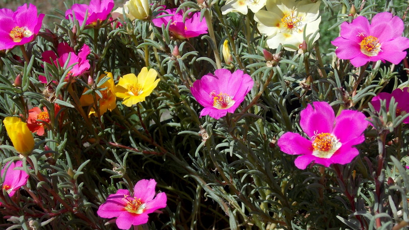 high angle view, no people, day, grandiflora, freshness, tuin, bloemen, fragility, flowering plant, outdoors, pink color, flower head, portulaca, close-up