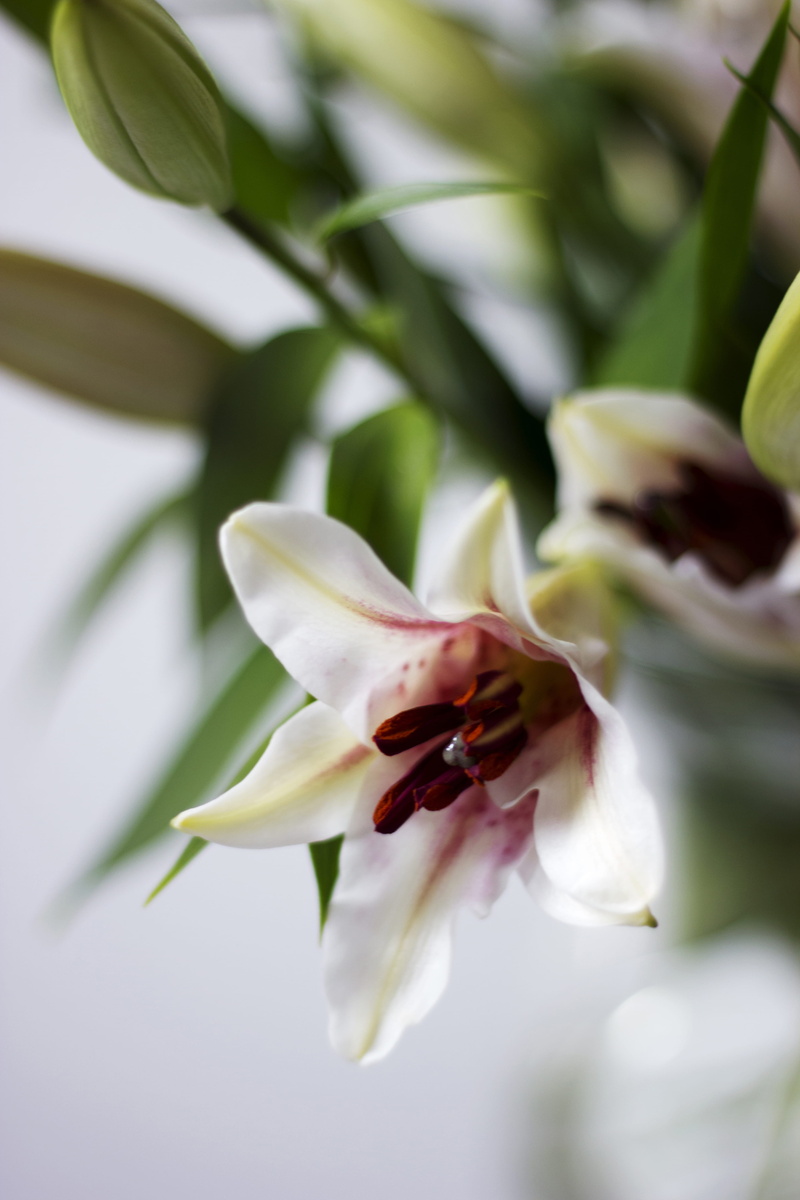 flower, close-up, pollen, floral, growth, selective focus, flowering plant, no people, freshness, nature, beauty in nature, white color, lillies, bloemen
