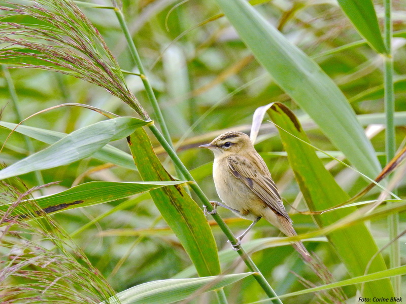 vogel, Sedge Warbler, rice plant, warbler, brown, yellow, bird, reeds, rice, vogels, wildlife, brown bird, nature, green, Acrocephalus schoenobaenus, 2K