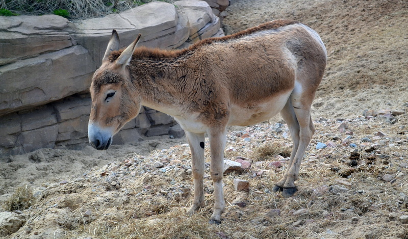 day, one animal, mammal, pets, field, land, natuur, livestock, animals in the wild, domestic, domestic animals, ezel, no people, dierentuin, focus on foreground