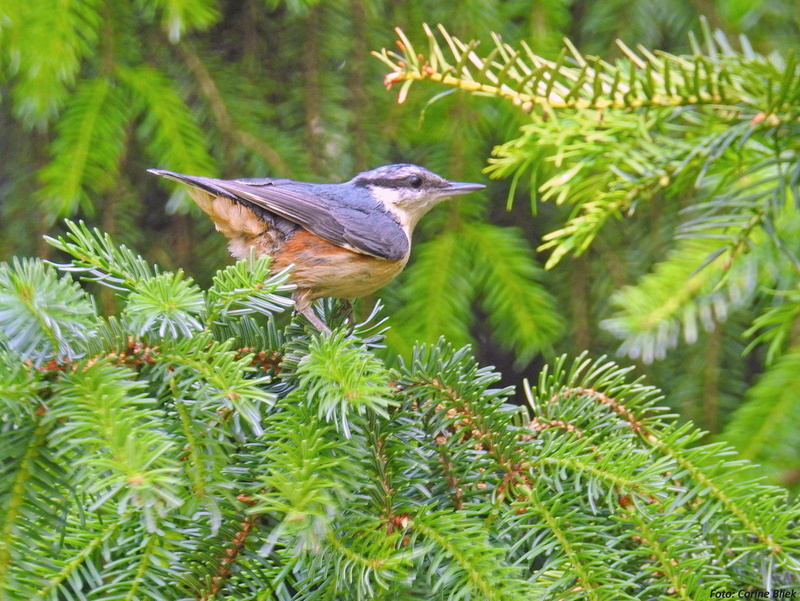 black, branch, black and white, bird Watching, birding, feather, tree, animal, wildlife, tree branch, Eurasian Nuthatch, nature, leaf, white bird, bird