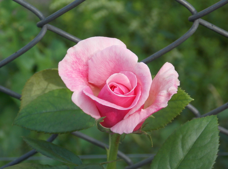 focus on foreground, rose - flower, ijzer, flower head, nature, bloem, outdoors, hek, inflorescence, petal, pink color, fragility, 4K, natuur, vulnerability