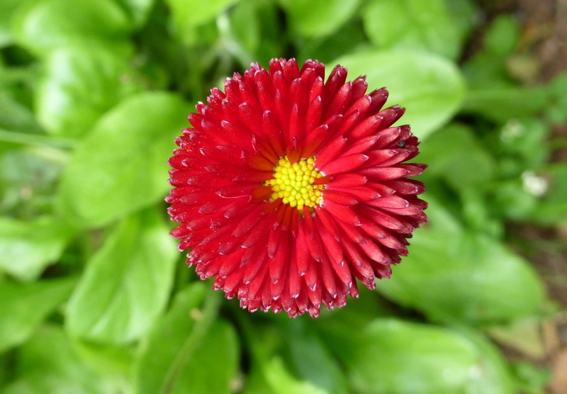 flower, green color, beauty in nature, bloem, 2K, rode bloem, pollen, red, plant part, freshness, growth, petal, flowering plant, flower head, focus on foreground