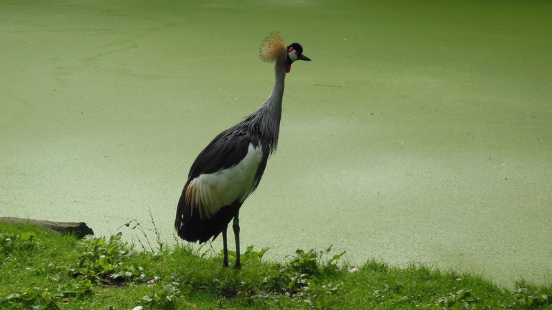 kraanvogel, nature, animal themes, standing, field, 2K, grijze kroonkraan, natuur, day, animal wildlife, dier, plant, grass, vogel, water, animals in the wild