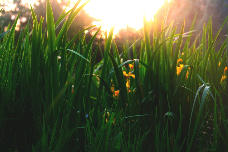 day, no people, wild, brightly lit, bright, green color, field, green, sunbeam, sunset, water, freshness, sky, land, outdoors, forest, nature, grass, sun