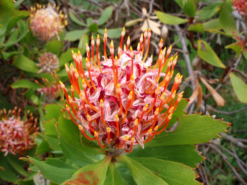 flower head, petal, freshness, green color, bloem, beauty in nature, plant part, outdoors, natuur, vulnerability, protea, flowering plant, pollen, tuinieren