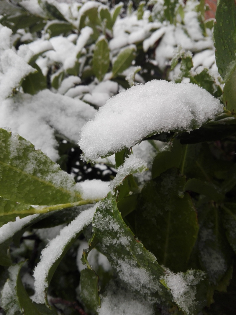 plant part, focus on foreground, boom plant, dierenrijk, outdoors, tree, plant, close-up, blizzard, beauty in nature, covering, day, nature, green color