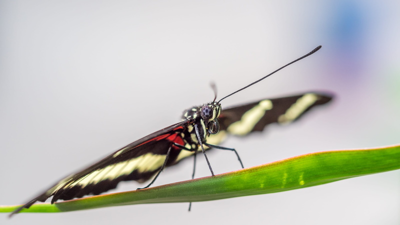 mosquito, animal wing, black, natuur, plant, green color, one animal, animals in the wild, animal, monarch, plant part, studio shot, animal antenna, vlinder