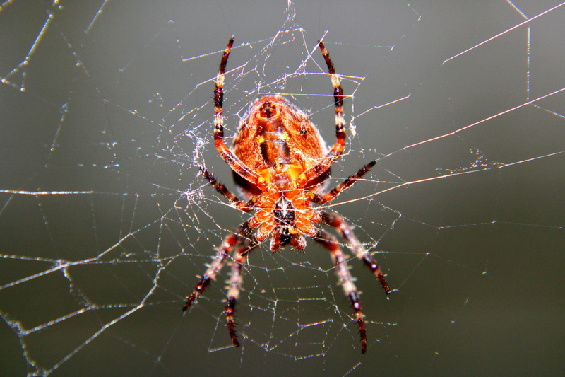 arthropod, araneus, no people, animals in the wild, fragility, arachnid, nature, fobie, animal wildlife, animal leg, animal, close-up macro, macro, 5K
