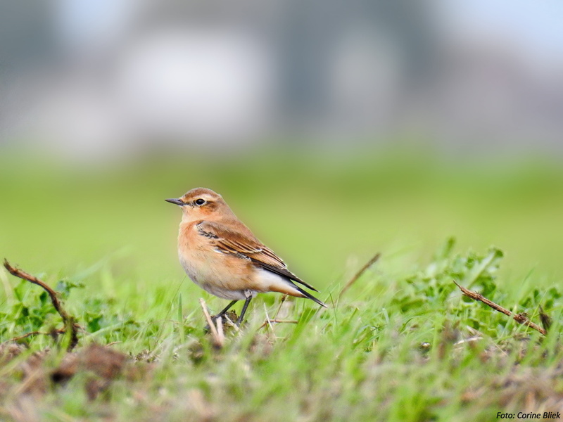 grass, passerine, bird Watching, 4K, animal, birds, brown bird, nature, natuur, bird, wildlife, outdoors, insectivorous, daytime, wheatear, Northern Wheatear