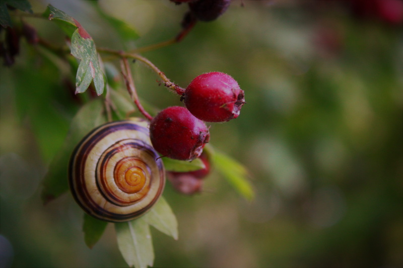 fruit, spiral, red, shell, therapeutic, 5K, bessen van de haagdoorn, beauty in nature, garden dweller, snail, shades of brown, day, hawthorn, vruchten