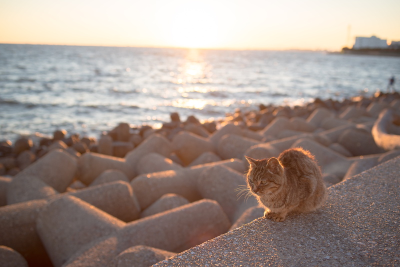 brown tabby, concrete, cat, fence, brown, alone, sitting, tabby cat, black and brown, black, 5K, gray, tabby, ネコ, sea, beach, Japan, NIKON  D750, animal