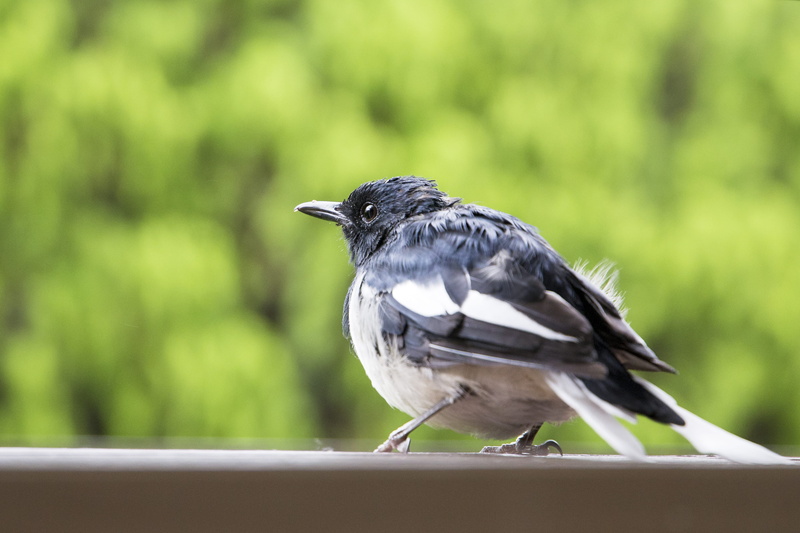 selective focus, ornithology, bird, perched, side view, railing, vertebrate, beak, day, full length, close-up, no people, green color, wings, one animal