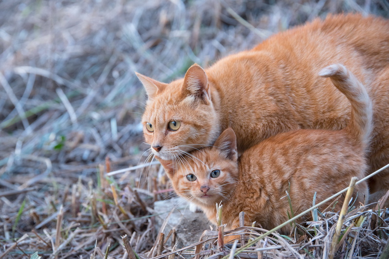 5K, kitten, Japan, SIGMA, ko, green, Tabby cat, cat, orange Tabby, green grass, ne, grass, ネコ, tabby, orange, NIKON  D750, 猫