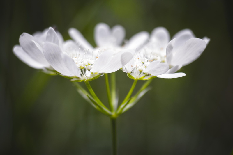 season, mm, petaled, nature, quiet, close up, petal, 1080P, plant, flower, macro, nikkor, white, Ill Take Care Of You, nikon  D750, bloom, beauty In Nature