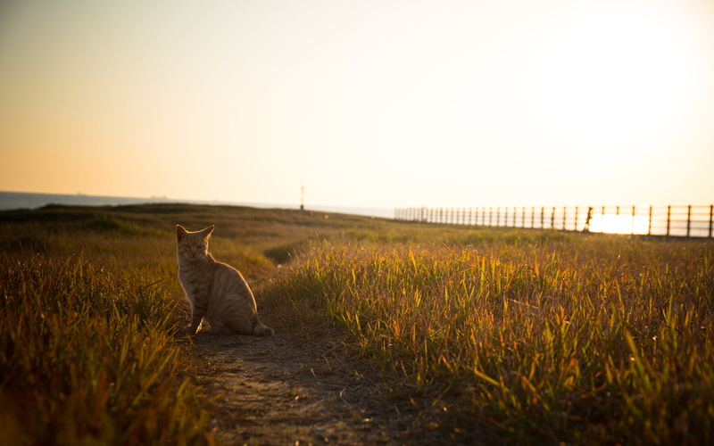 SIGMA, 5K, 猫, grass, field, orange, sunset, born this way, cat, orange tabby, Japan, NIKON  D750, ネコ, tabby cat, tabby