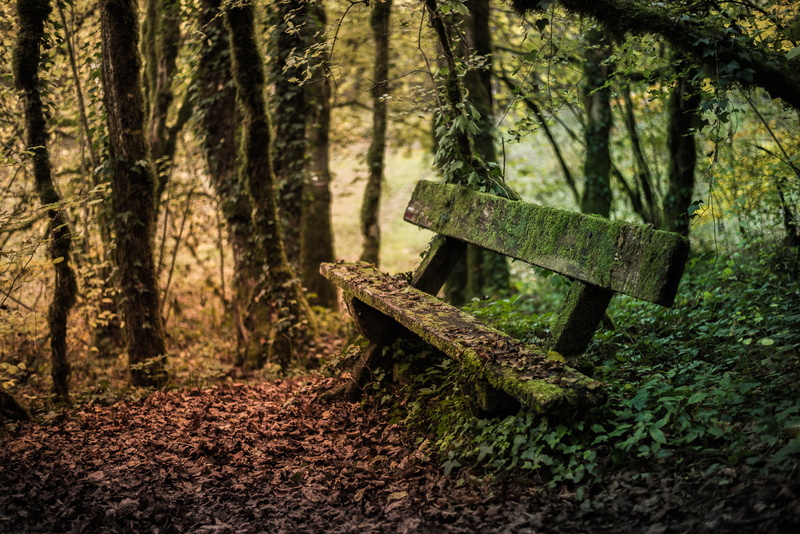 scenery, moss, photo, banc, landscape, quiet, France, scene, un, serein, bench, concrete, 1080P, nature, Europe, NIKKOR, Sur, D750, DIJON, NIKON