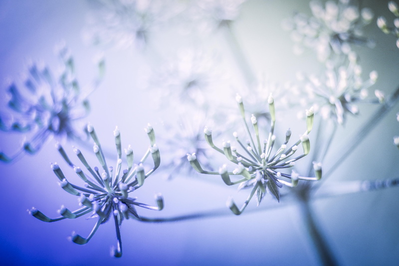lens, decoration, white, snow, tilt shift lens, photography, Nikon  D750, 4K, tilt, snowflake, shift, close-up, bokeh, flowers, christmas, winter