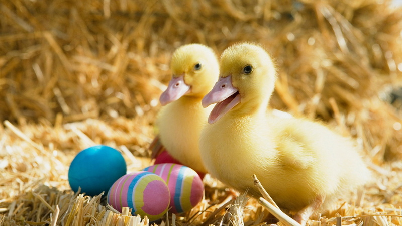 huevos, patos, pascua, 2K