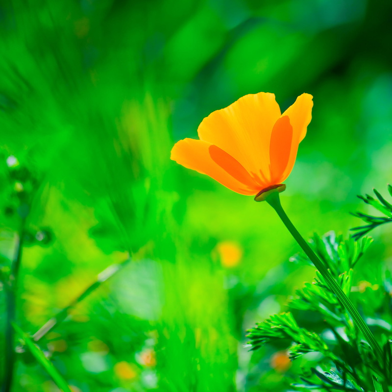 Eschscholzia californica, summer, garden, macro, photography, petal, d700, field, California poppy, 105mm, plant, micro, pollen, nectar, 1080P, petaled
