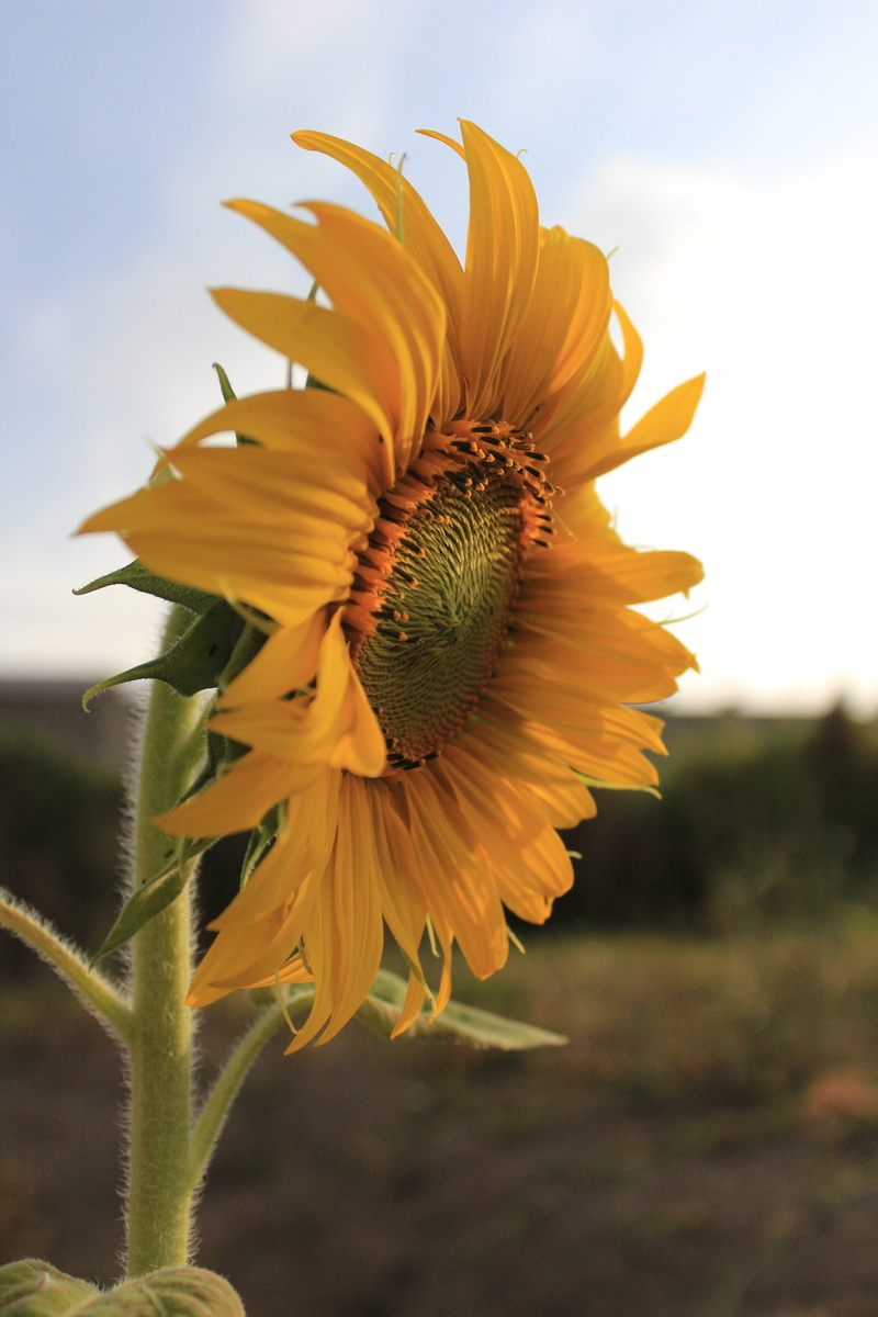 sepal, flor, 5K, pollen, lindo, focus on foreground, yellow, plant, outdoors, no people, flower head, land, petal, growth, inflorescence, field, girassol