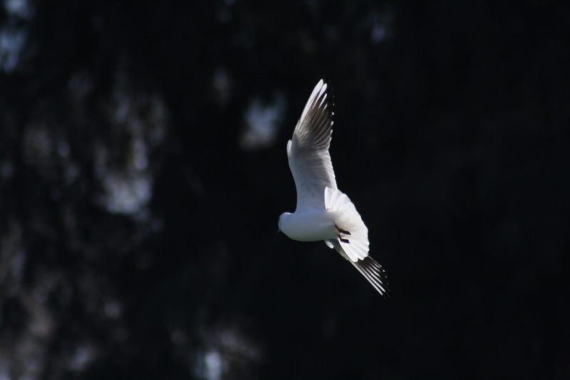 seagull, one animal, gaviota volando, outdoors, spread wings, white color, pájaro, vuelo, animal, copy space, ave blanca, flying seagull, 4K, pájaro volando