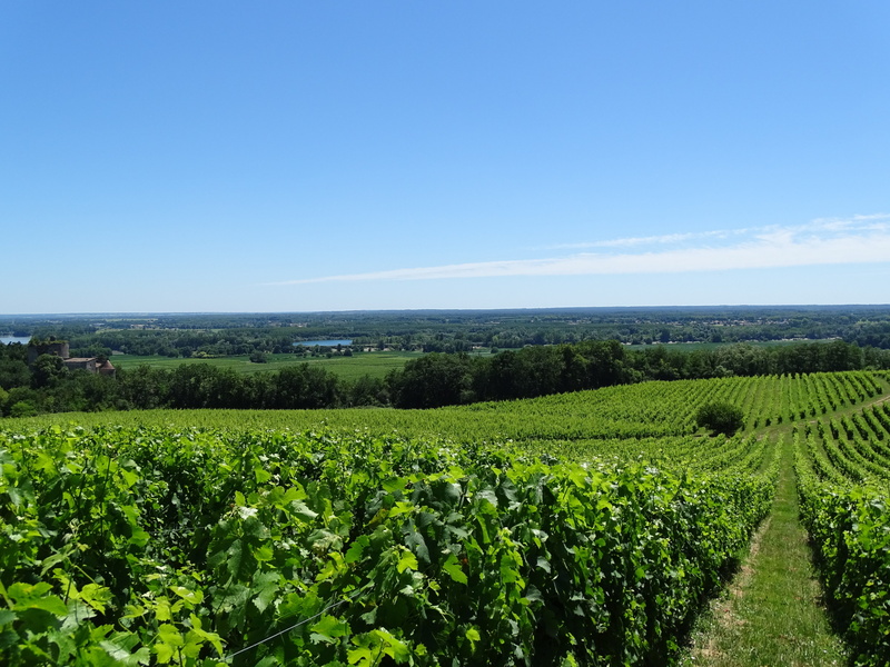 plantation, plant, landscape, bordeaux, nature, outdoors, day, agriculture, vineyard, green color, crop, grapes, tranquility, rural scene, no people, beauty in nature