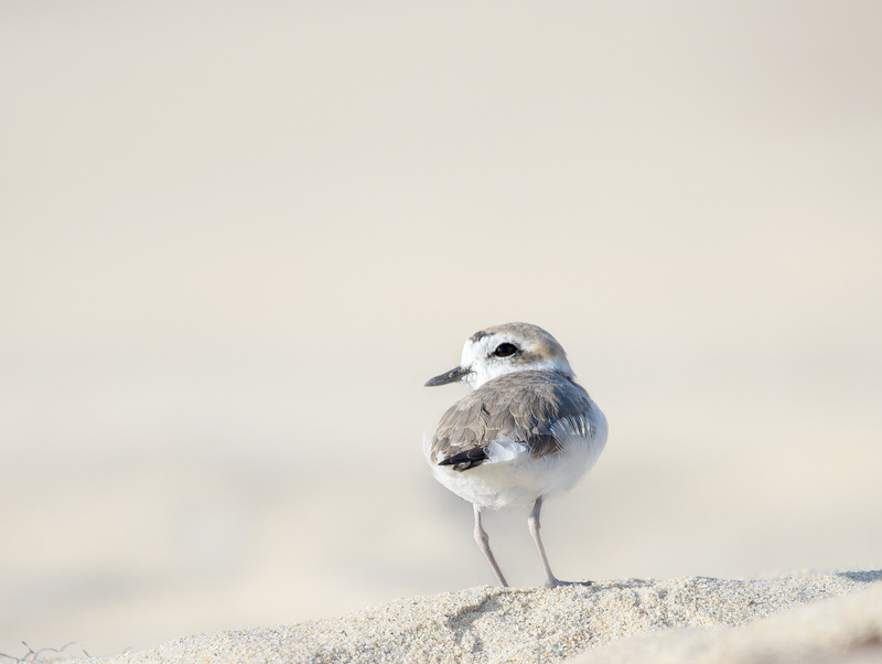 beach, Charadrius nivosus, nature, wildlife, plover, sea, animal, outdoors, Snowy Plover, grey, snowy, bird, white bird, sand, California, 2K, imperial beach