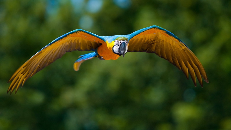 one animal, close-up, yellow, nature, flying, parrot, blurring, vertebrate, animal body part, animal Wing, animal, multi Colored, macaw, blue, spread wings