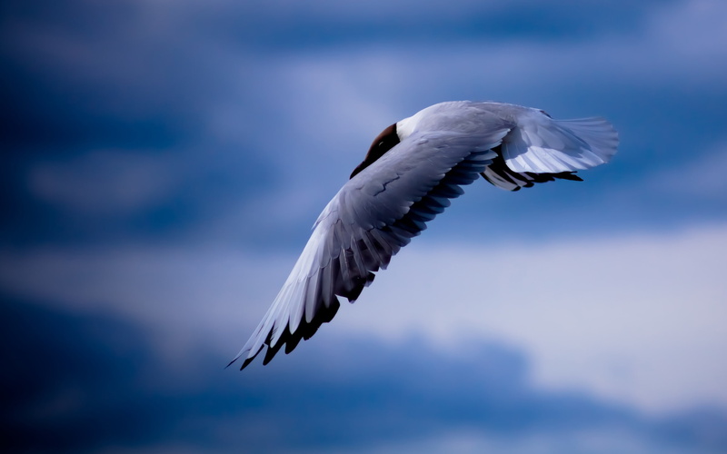 Flying, Blue, Seagull, 2K, Birds, Sky