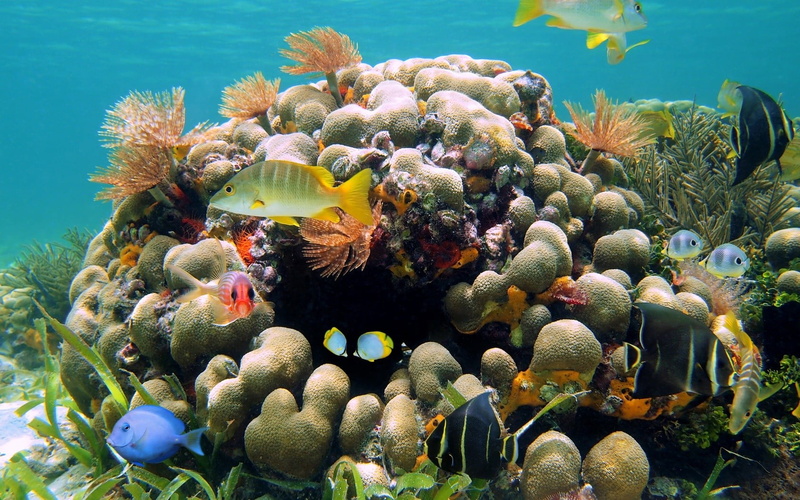 nature, animal themes, marine, swimming, plant, undersea, underwater, animal wildlife, group of animals, invertebrate, water, brown, no people, fish, animal