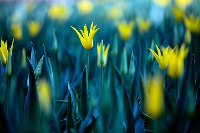 5K, flower, auto, springtime, Tulips, outdoors, macro, field, Canon, plant, focus, nature, grass, DSLR camera, setting, leaf, captured, auto focus, green Color