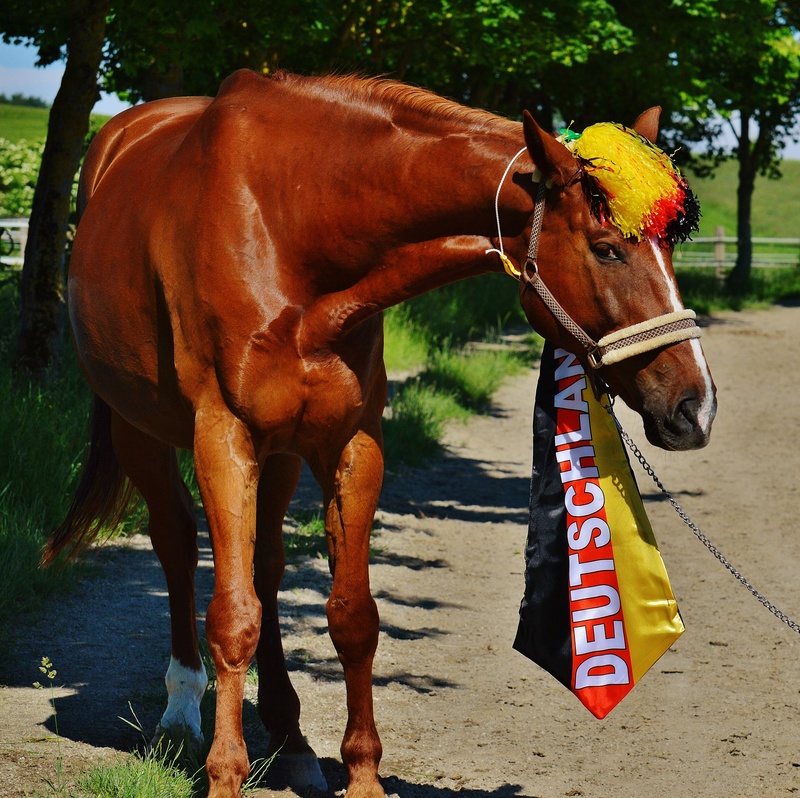 funny, animal themes, sweet, outdoors, day, world championship, cute, domestic animals, horse, domestic, pets, european championship, 2016, animal, sport