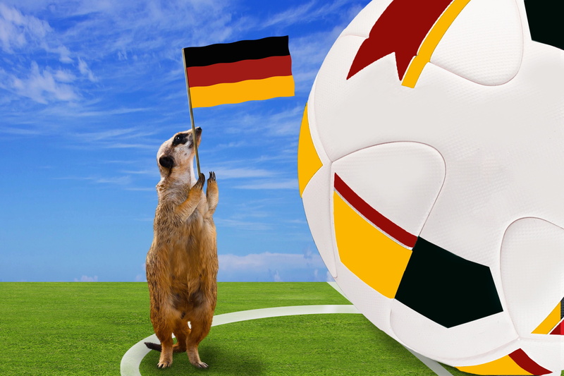 one animal, ball, 2018, canine, fuchsmanguste, outdoors, sports ground, animal, animal themes, grass, pets, em, day, no people, dog, sky, world cup russia