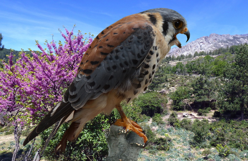 griffin, one animal, vertebrate, day, poultry, growth, flowers, 5K, castle, sky, bund hawk, falcon - bird, animals in the wild, animal themes, close-up
