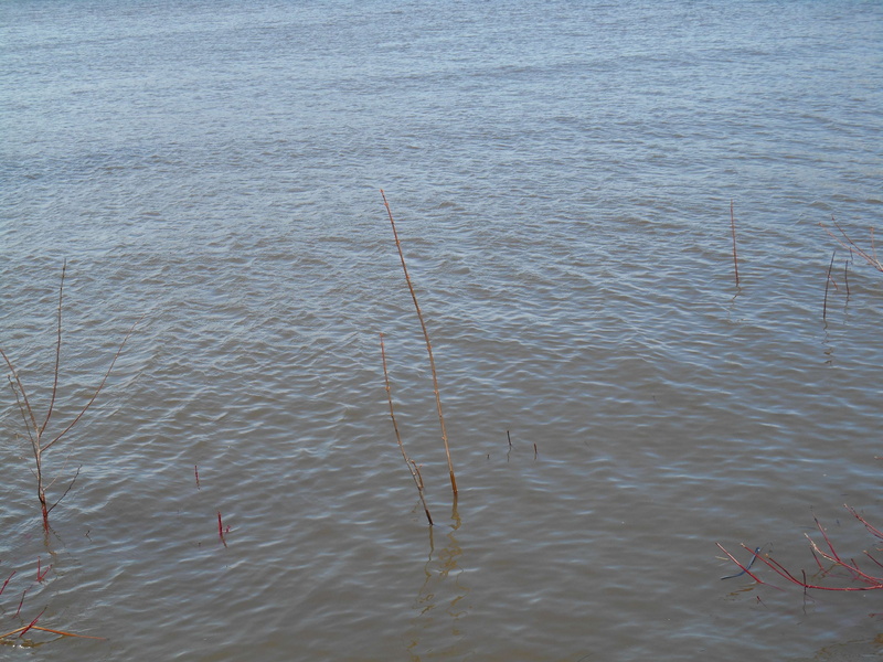 plant, st lorent, high angle view, fleuve, scenics - nature, tranquil scene, stick - plant part, eau, rippled, waterfront, 4K, nature, tranquility, growth
