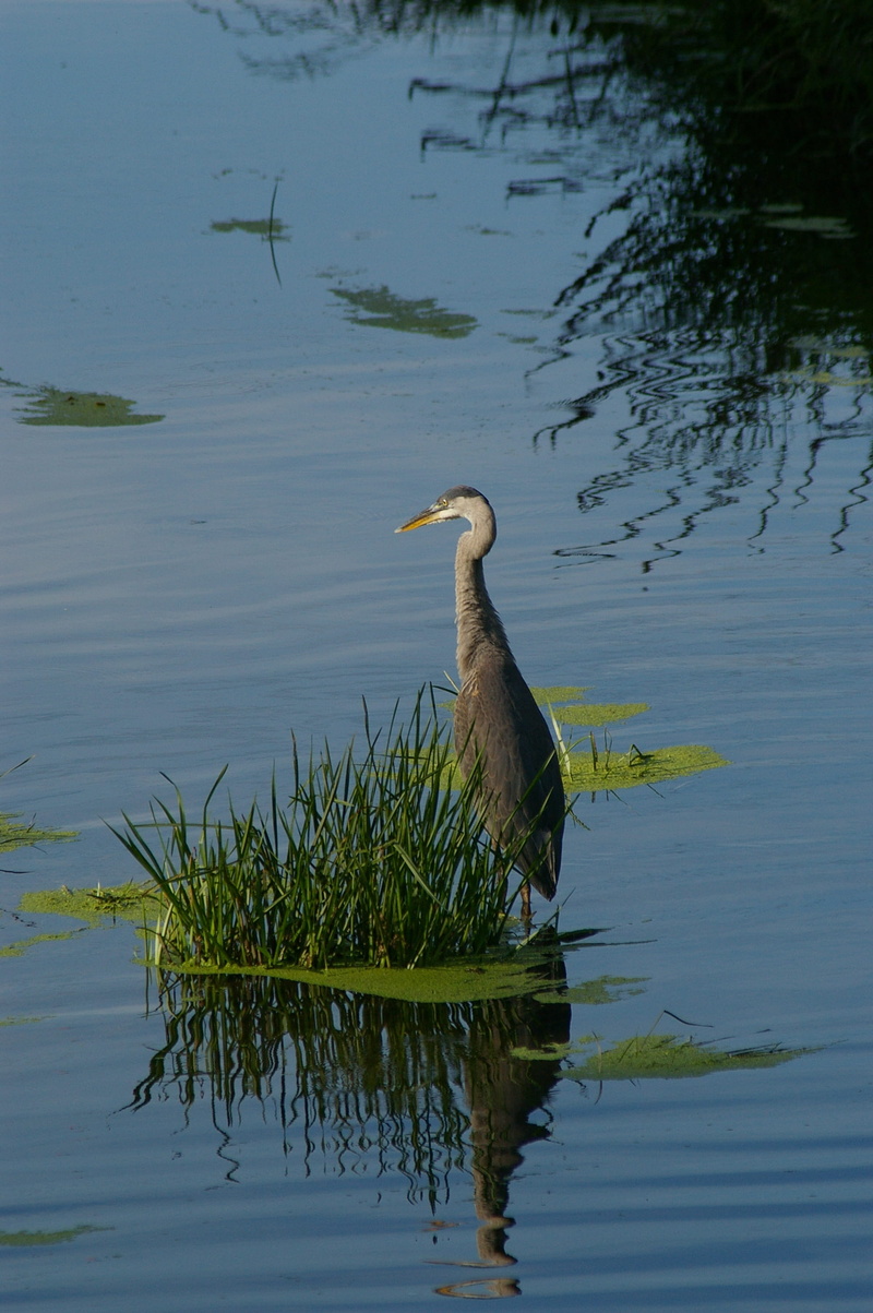 heron, 2K, one animal, bird, day, animal wildlife, gray heron, animals in the wild, waterfront, great blue heron, vertebrate, aquatic bird, animal themes