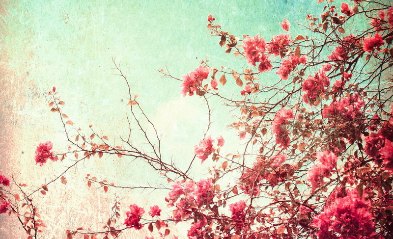 springtime, pink color, freshness, branch, 1080P, vulnerability, blossom, beauty in nature, fragility, growth, cherry tree, day, sky, plant, no people