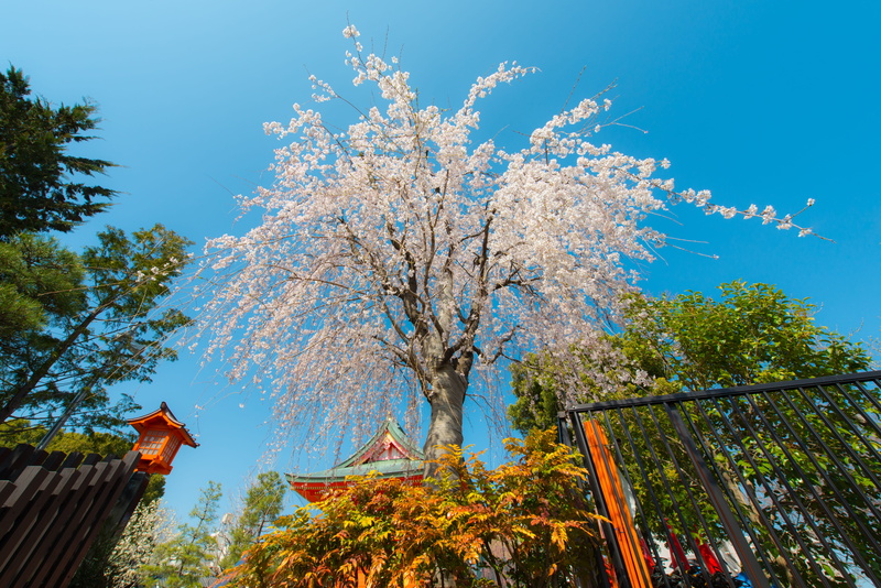 temple, beauty in nature, low angle view, spring, branch, scenics - nature, sky, tokyo, blue, autumn, change, nature, 5K, cherry blossom, no people, plant
