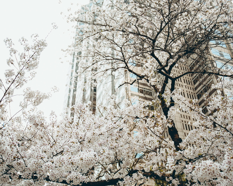 bare tree, tranquility, branch, low angle view, beauty in nature, city in spring, low, land, clear sky, skyscraper, sky, flora, japan, no people, tree