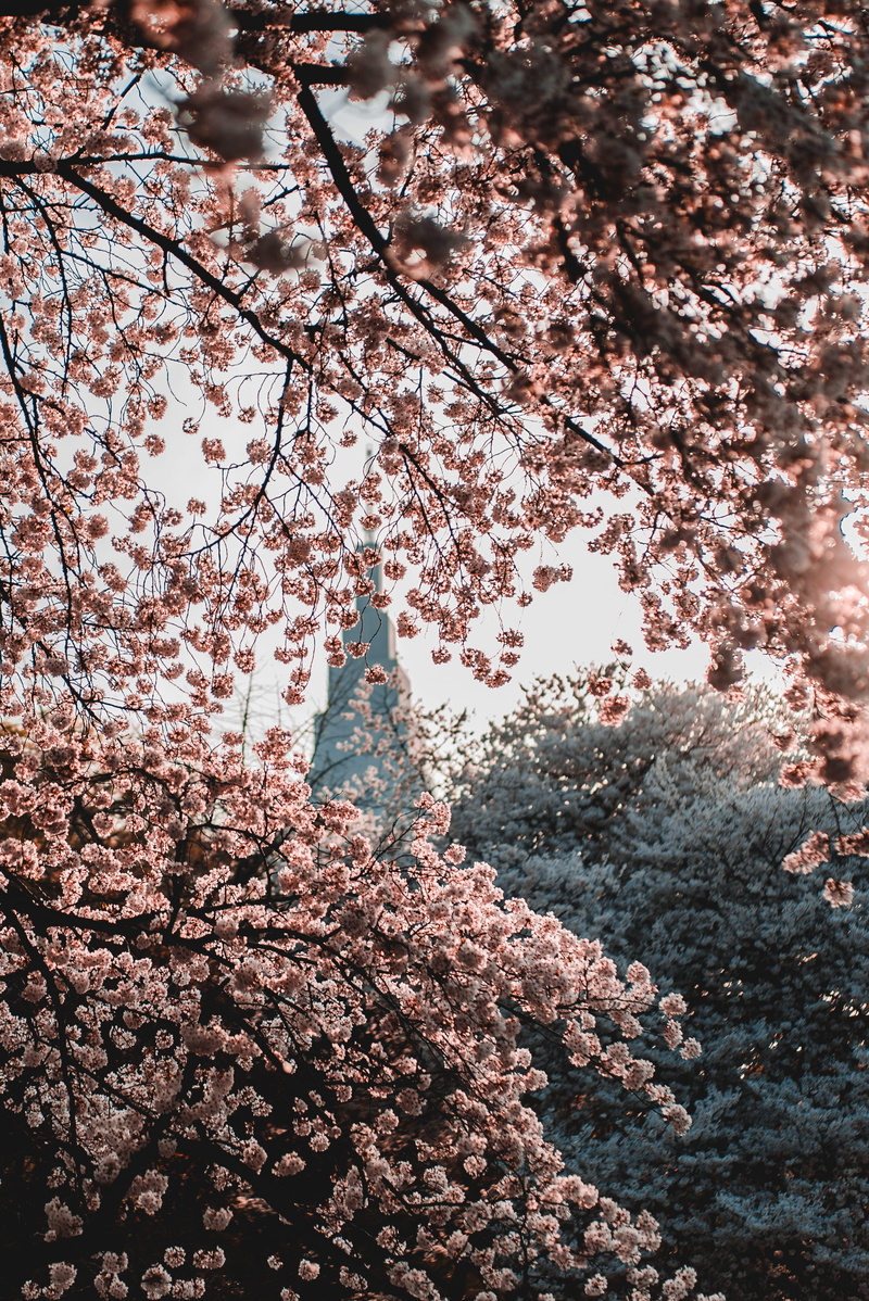 branch, freshness, bush, selective, growth, tree, low angle view, cherry, pink, cherry blossom, blooming, sunrise, building, shinjuku, outdoors, trees
