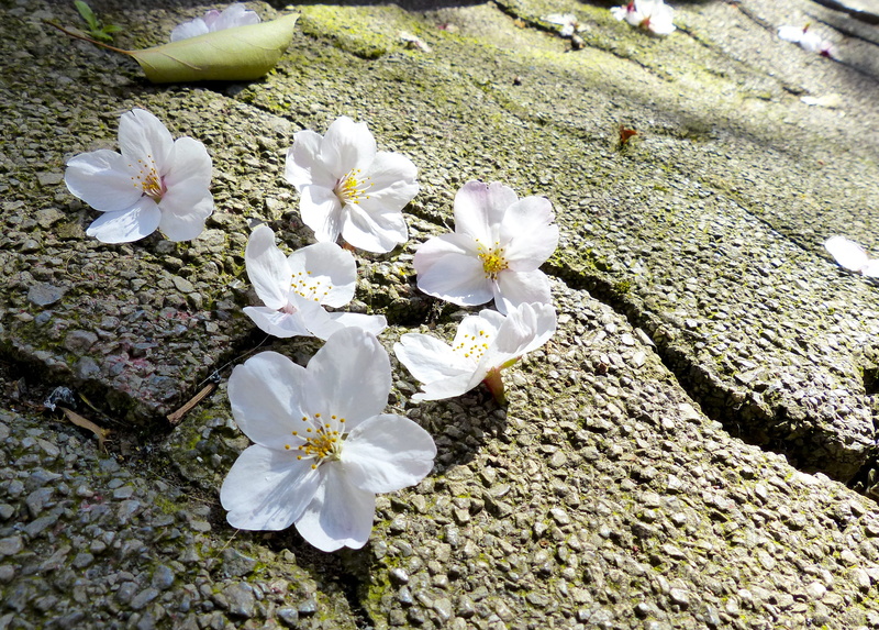 beauty in nature, white, garden, bloom, fragility, tree, flower, vulnerability, pink, no people, inflorescence, cherry, nature, 2K, freshness, pollen