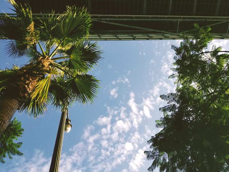 sunlight, fall, clouds, plant, mobile photography, sky, nature, candid, lamppost, palm tree, cloud - sky, green, directly below, outdoors, day, los angeles