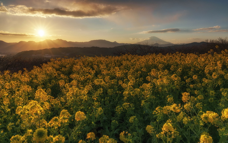ultra, kanagawa, phones, 4K, hd, tablet, plant, mountain range, tranquil scene, idyllic, tranquility, environment, nature, flowers, growth, sky, azumayama